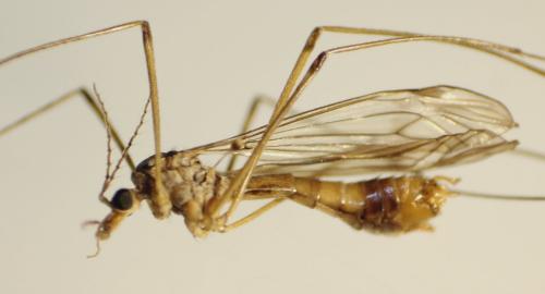 Tipula yerburyi